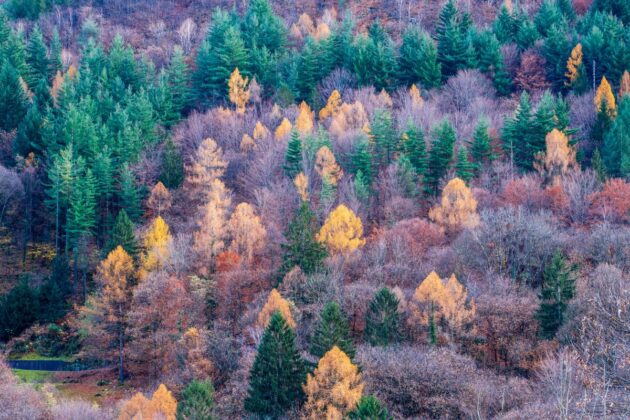 Italy Foliage Train