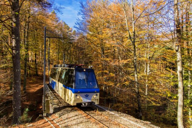 foliage train